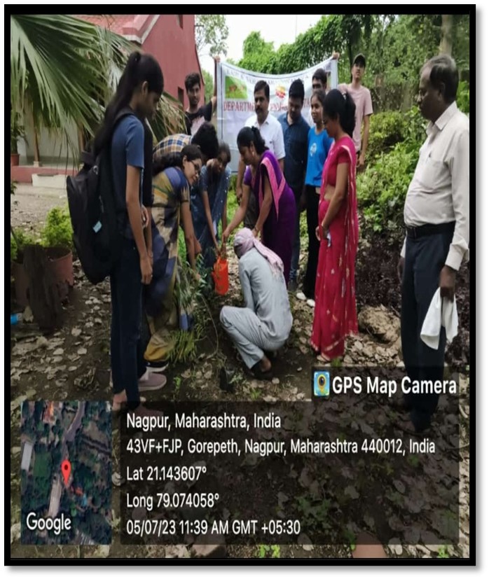 Tree plantation